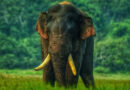 අග්බෝ සොයා මෙහෙයුම්