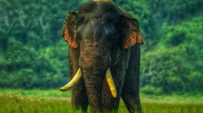 අග්බෝ සොයා මෙහෙයුම්