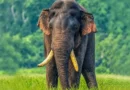 කාවන්තිස්ස ඇතුට වෙඩි තැබීමේ සිද්ධියේ සැකකරුවන් යළි රිමාන්ඩ්!